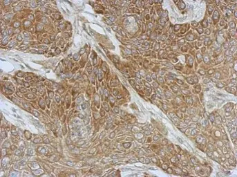 Anti-DZIP3 antibody [C1C2-2], Internal used in IHC (Paraffin sections) (IHC-P). GTX124219
