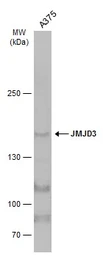 Anti-JMJD3 antibody [C2], C-term used in Western Blot (WB). GTX124222