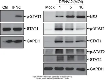 Anti-Dengue virus NS3 protein antibody used in Western Blot (WB). GTX124252