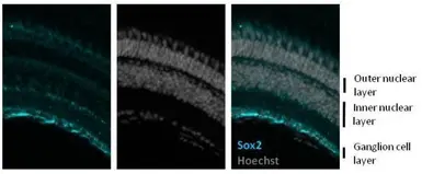 Anti-Sox2 antibody used in IHC (Frozen sections) (IHC-Fr). GTX124477