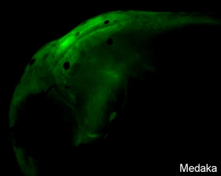 Anti-Sox2 antibody used in IHC (Whole mount) (IHC-Wm). GTX124477