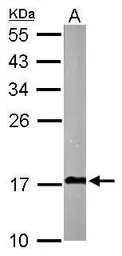 Anti-Cox4i1 antibody used in Western Blot (WB). GTX124479
