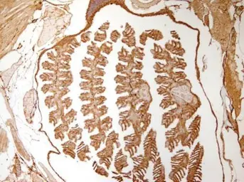 Anti-Gapdh antibody used in IHC (Paraffin sections) (IHC-P). GTX124502
