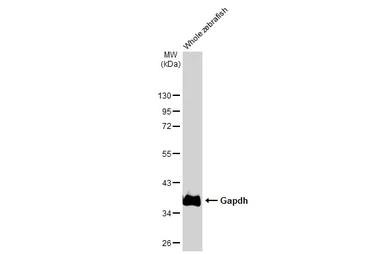 Anti-Gapdh antibody used in Western Blot (WB). GTX124502