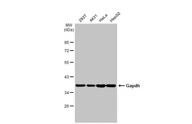 Anti-Gapdh antibody used in Western Blot (WB). GTX124502