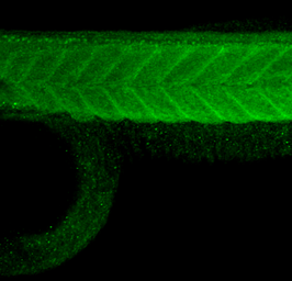 Anti-Mtor antibody used in IHC (Whole mount) (IHC-Wm). GTX124771