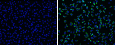 Anti-Japanese encephalitis virus Envelope antibody used in Immunocytochemistry/ Immunofluorescence (ICC/IF). GTX125867