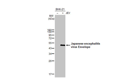 Anti-Japanese encephalitis virus Envelope antibody used in Western Blot (WB). GTX125867