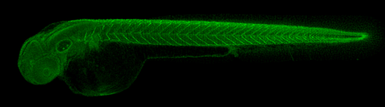 Anti-Thbs4b antibody used in IHC (Whole mount) (IHC-Wm). GTX125869
