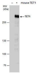 Anti-TET1 antibody [N1], N-term used in Western Blot (WB). GTX125888