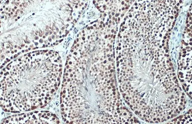 Anti-TET1 antibody [N1], N-term used in IHC (Paraffin sections) (IHC-P). GTX125888