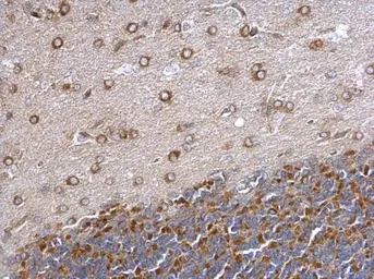 Anti-GEF-H1 antibody used in IHC (Paraffin sections) (IHC-P). GTX125893