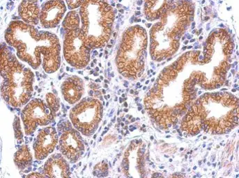 Anti-TLR7 antibody used in IHC (Paraffin sections) (IHC-P). GTX125910
