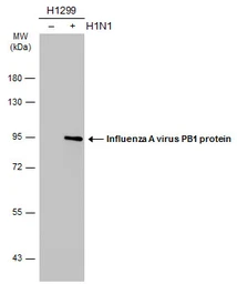 Anti-Influenza A virus PB1 protein antibody used in Western Blot (WB). GTX125923