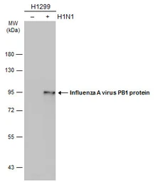 Anti-Influenza A virus PB1 protein antibody used in Western Blot (WB). GTX125923