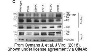 Anti-Influenza A virus PB2 protein antibody used in Western Blot (WB). GTX125926