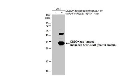 Anti-Influenza A virus M1 (matrix protein) antibody used in Western Blot (WB). GTX125928