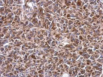 Anti-SHMT2 antibody used in IHC (Paraffin sections) (IHC-P). GTX125939