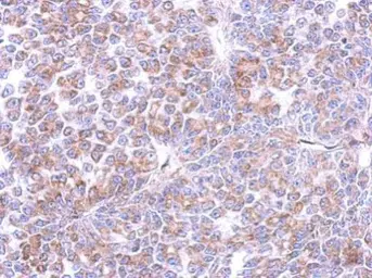 Anti-Cyclin I antibody used in IHC (Paraffin sections) (IHC-P). GTX125940