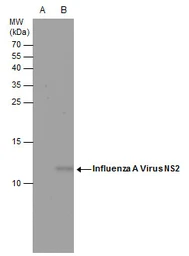 Anti-Influenza A virus NS2 / NEP antibody used in Western Blot (WB). GTX125953