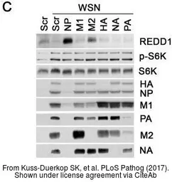 Anti-Influenza A virus H1N1 NA (Neuraminidase) antibody used in Western Blot (WB). GTX125974