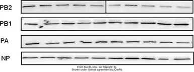 Anti-Influenza A virus Nucleoprotein antibody used in Western Blot (WB). GTX125989