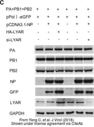 Anti-Influenza A virus Nucleoprotein antibody used in Western Blot (WB). GTX125989