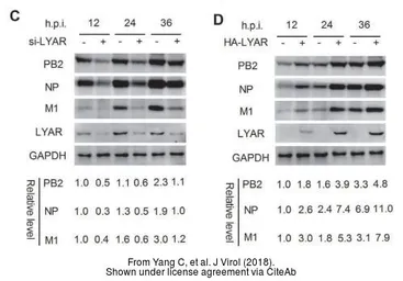 Anti-Influenza A virus Nucleoprotein antibody used in Western Blot (WB). GTX125989