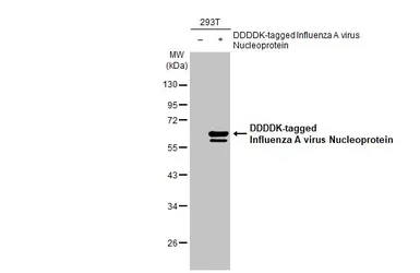 Anti-Influenza A virus Nucleoprotein antibody used in Western Blot (WB). GTX125989