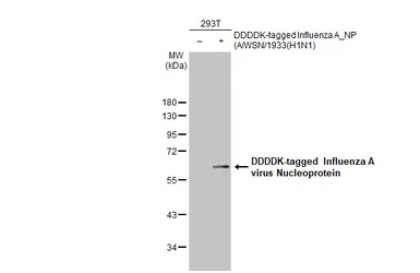 Anti-Influenza A virus Nucleoprotein antibody used in Western Blot (WB). GTX125989