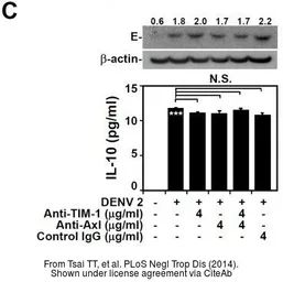 Anti-Dengue virus Envelope protein antibody used in Western Blot (WB). GTX127277
