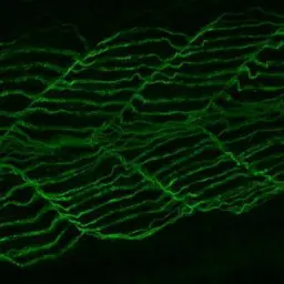 Anti-Dnm2 antibody used in IHC (Whole mount) (IHC-Wm). GTX127330