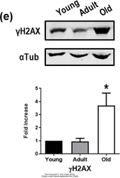 Anti-Histone H2A.X antibody used in Western Blot (WB). GTX127343