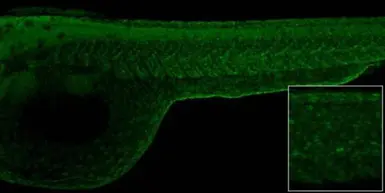 Anti-Histone H2A.X antibody used in IHC (Whole mount) (IHC-Wm). GTX127343
