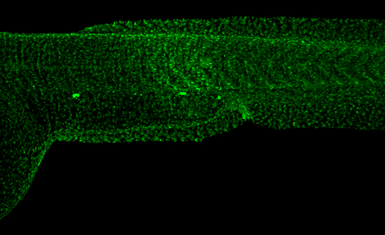 Anti-Histone H2A.X antibody used in IHC (Whole mount) (IHC-Wm). GTX127343