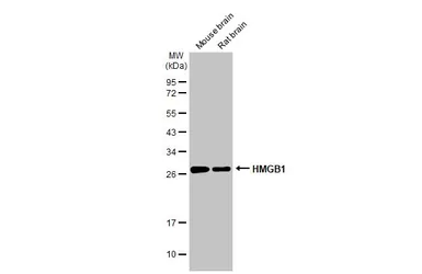 Anti-HMGB1 antibody used in Western Blot (WB). GTX127344