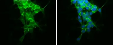 Anti-N-Cadherin antibody used in Immunocytochemistry/ Immunofluorescence (ICC/IF). GTX127345