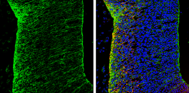 Anti-N-Cadherin antibody used in IHC (Frozen sections) (IHC-Fr). GTX127345