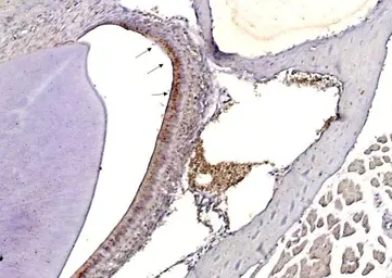 Anti-Influenza A virus H3N2 HA (Hemagglutinin) antibody used in IHC (Paraffin sections) (IHC-P). GTX127363