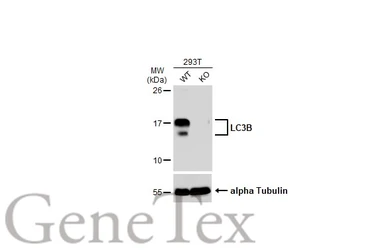 Anti-LC3B antibody used in Western Blot (WB). GTX127375