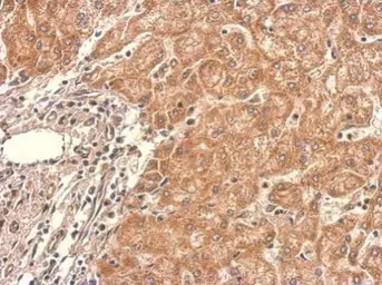 Anti-PAK6 antibody used in IHC (Paraffin sections) (IHC-P). GTX127915