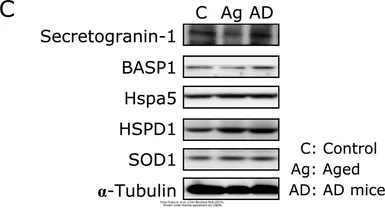 Anti-Grp78 antibody used in Western Blot (WB). GTX127934