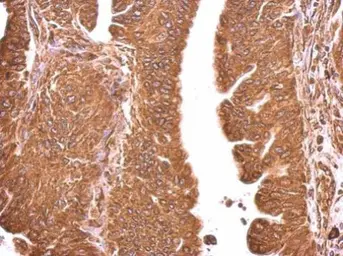 Anti-Grp78 antibody used in IHC (Paraffin sections) (IHC-P). GTX127934