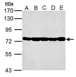 Anti-Grp78 antibody used in Western Blot (WB). GTX127934