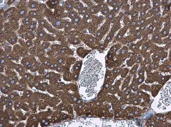 Anti-Grp78 antibody used in IHC (Paraffin sections) (IHC-P). GTX127934