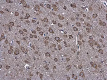 Anti-Grp78 antibody used in IHC (Paraffin sections) (IHC-P). GTX127934