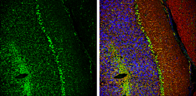 Anti-CaMKII alpha antibody used in IHC (Frozen sections) (IHC-Fr). GTX127939