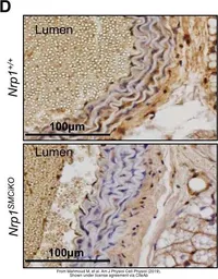 Anti-Neuropilin 1 antibody used in IHC (Paraffin sections) (IHC-P). GTX127947