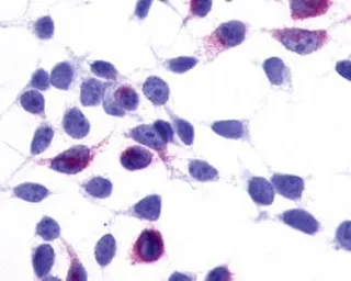 Anti-TM7SF1/GPR137B antibody used in Immunocytochemistry/ Immunofluorescence (ICC/IF). GTX12800