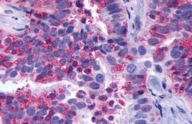 Anti-TM7SF1/GPR137B antibody used in IHC (Paraffin sections) (IHC-P). GTX12800